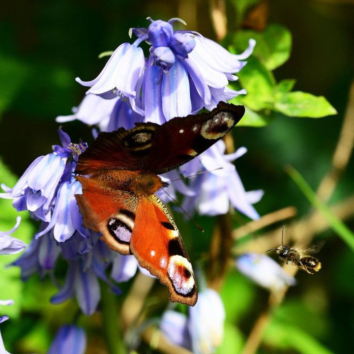 Hyacinthoides 'Hispanica Mix' - set od 40 zvjezdastih zumbula
