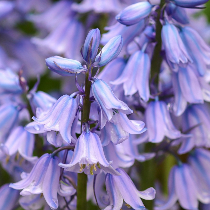 Hyacinthoides 'Hispanica Mix' - set od 40 zvjezdastih zumbula