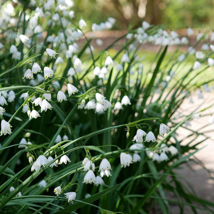 Leucojum Aestivum - x20 - Zomerklokje - Bloembollen