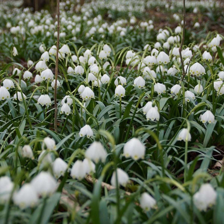 Leucojum Aestivum - x20 - Zomerklokje - Bloembollen