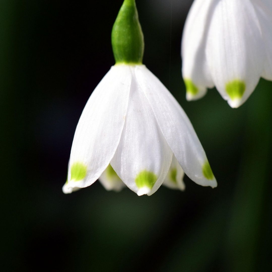 Leucojum Aestivum - x20 - Zomerklokje - Bloembollen