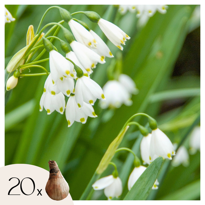 Leucojum Aestivum - x20 - Zomerklokje - Bloembollen