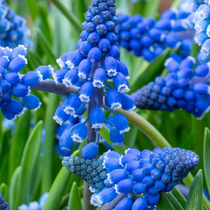 Muscari Armeniacum - 100 komada - Lukovice - zumbul