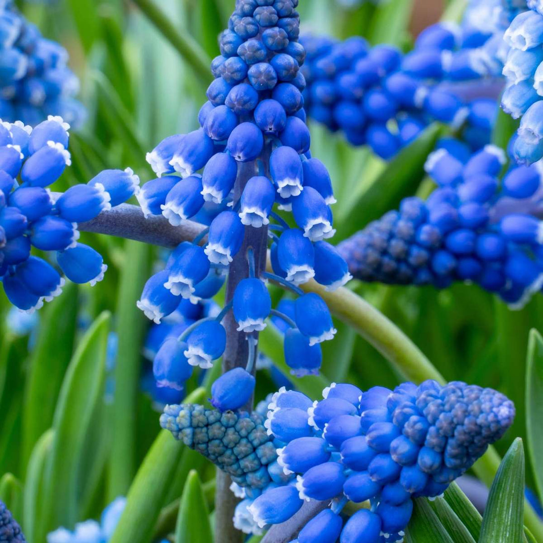 Muscari armeniacum - 100 Stuks - Bloembollen - blauw druifje