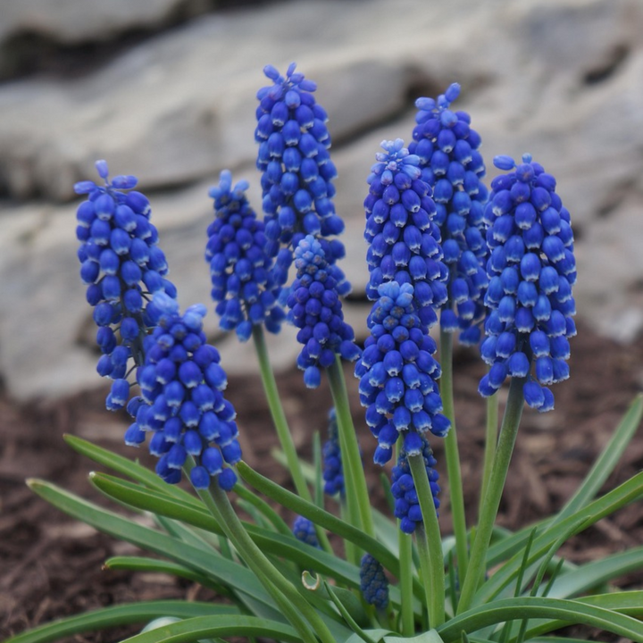Muscari Armeniacum - 100 komada - Lukovice - zumbul