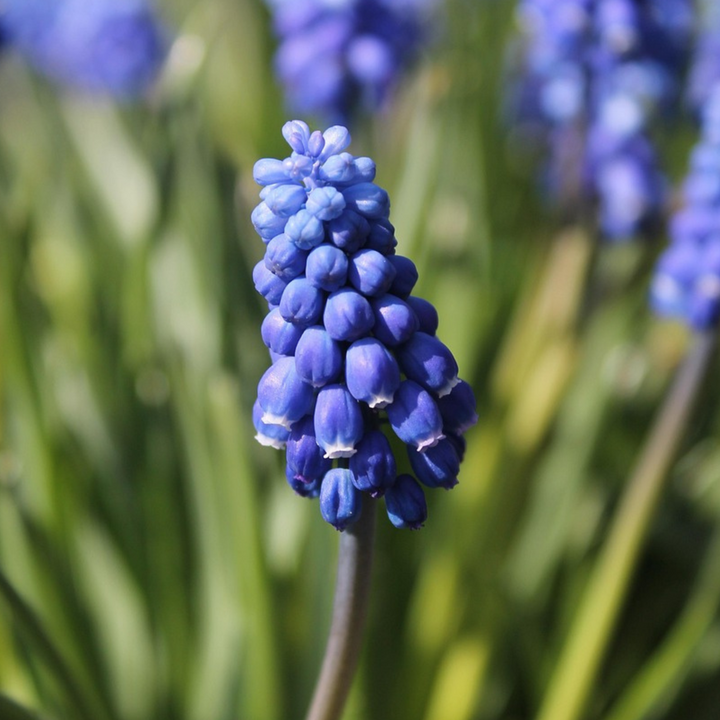 Muscari Armeniacum - 100 komada - Lukovice - zumbul