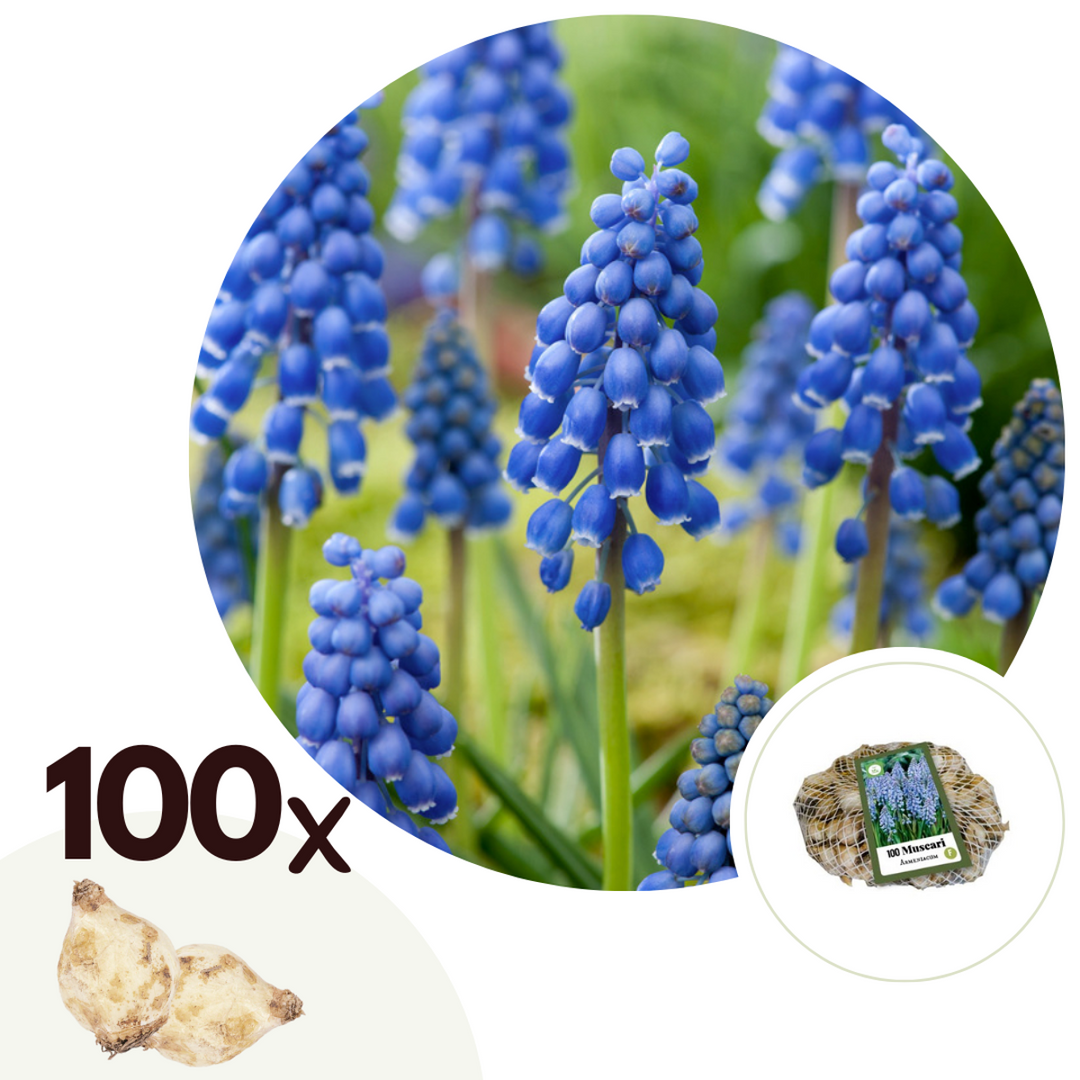 Muscari armeniacum - 100 Stuks - Bloembollen - blauw druifje