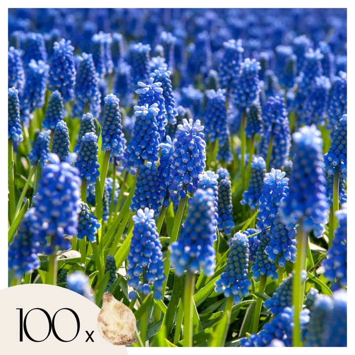 Muscari Armeniacum - 100 komada - Lukovice - zumbul