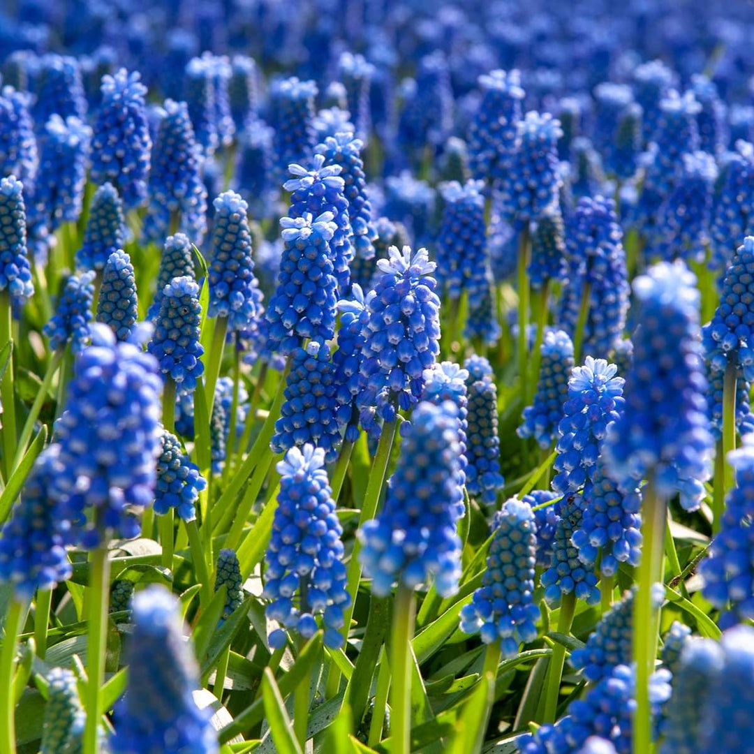 Muscari armeniacum - 200 Stuks - Bloembollen - blauw druifje