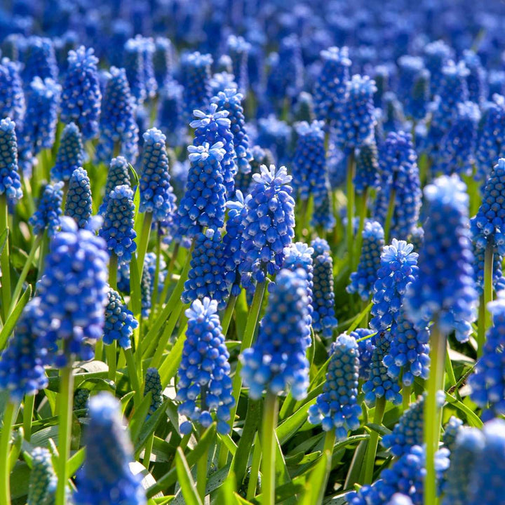 Muscari armeniacum - 100 Stuks - Bloembollen - blauw druifje