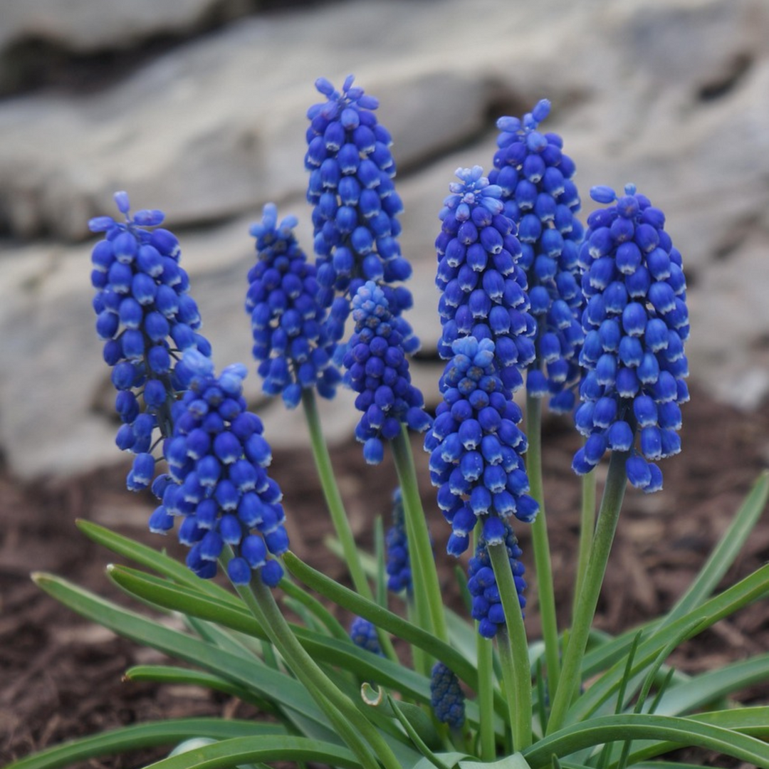 Muscari Armeniacum - 200 komada - Lukovice - zumbul