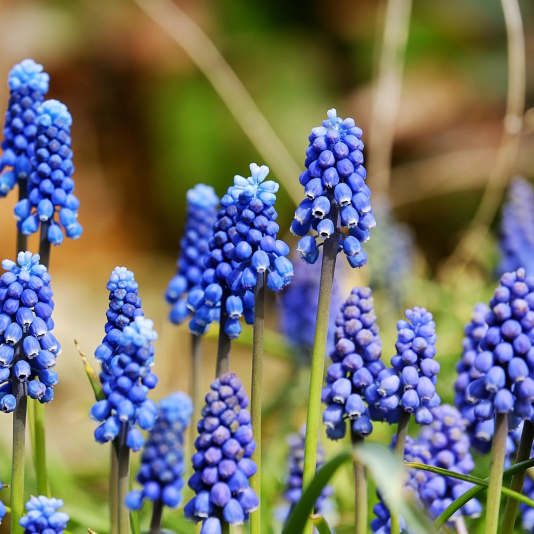 Muscari Armeniacum - 200 komada - Lukovice - zumbul
