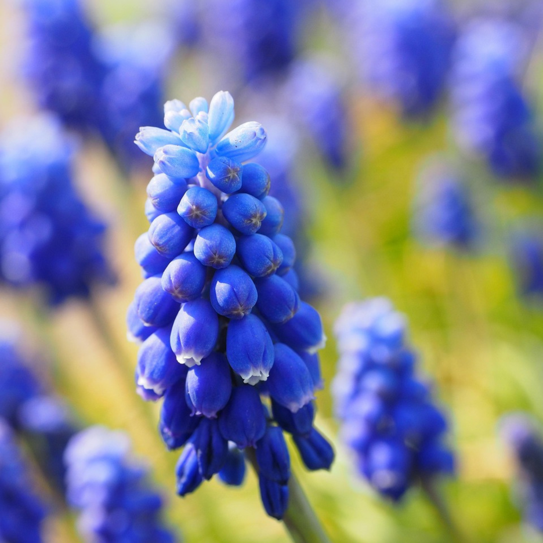 Muscari Armeniacum - 200 komada - Lukovice - zumbul