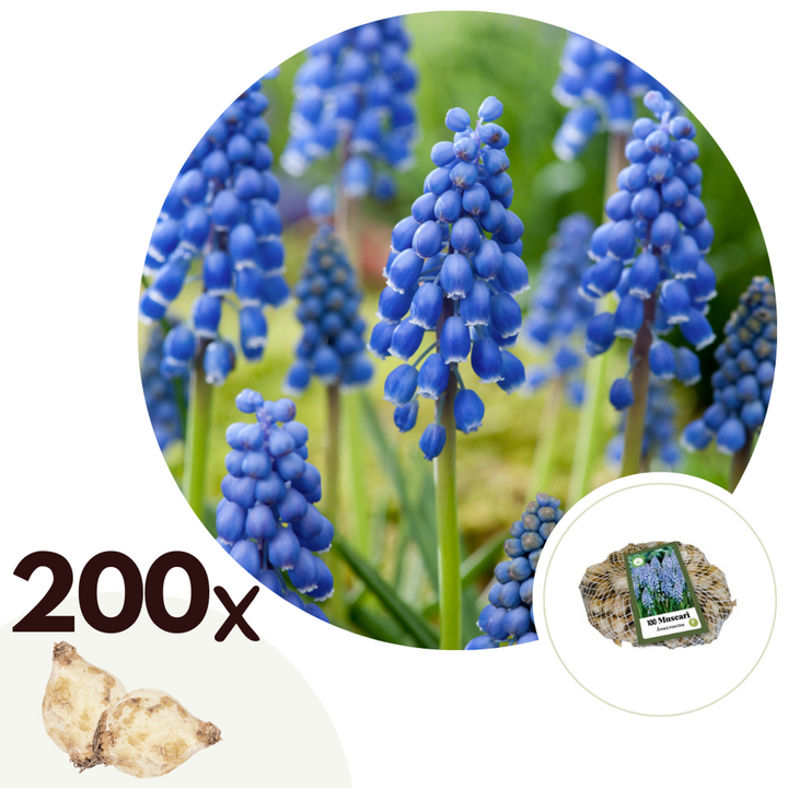 Muscari armeniacum - 200 Stuks - Bloembollen - blauw druifje