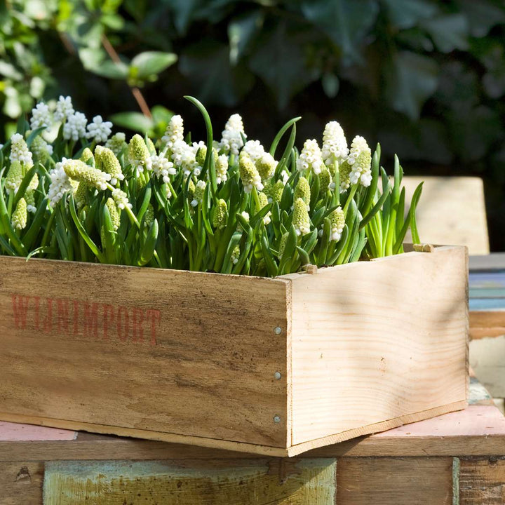 Muscari White Magic - Cibule květin - 50 kusů - Hyacint hroznový