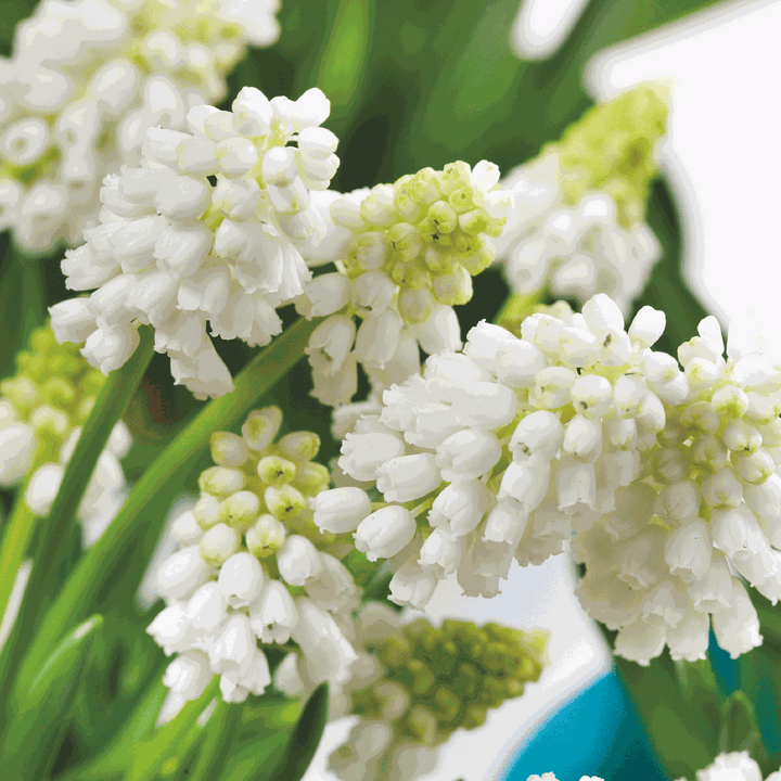 Muscari White Magic - Cibule květin - 50 kusů - Hyacint hroznový
