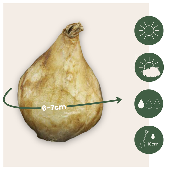 Muscari White Magic - Cibule květin - 50 kusů - Hyacint hroznový