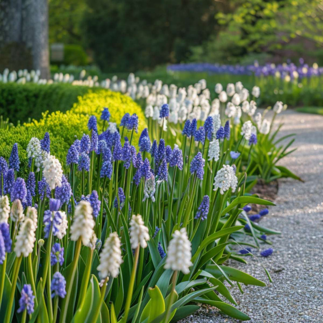Muscari Magic Mix - Bloembollen - 50 stuks - Druifhyacinten