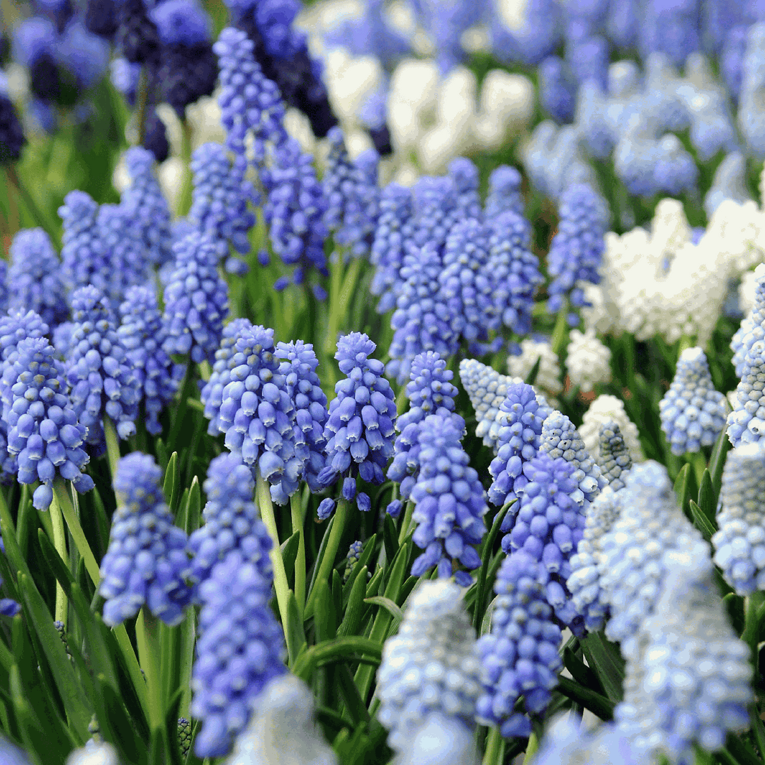 Muscari Magic Mix - Bloembollen - 50 stuks - Druifhyacinten