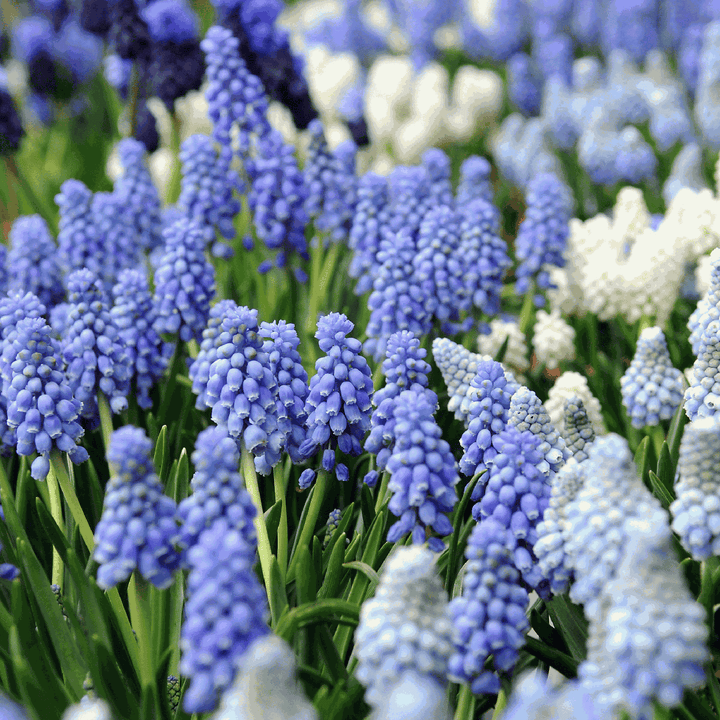 Muscari Magic Mix - Bloembollen - 50 stuks - Druifhyacinten