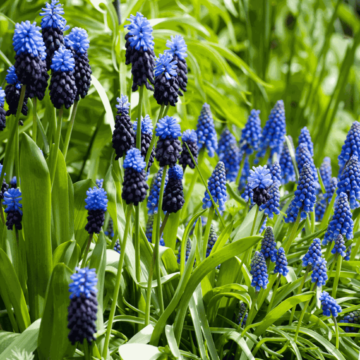 Muscari Magic Mix - Bloembollen - 50 stuks - Druifhyacinten