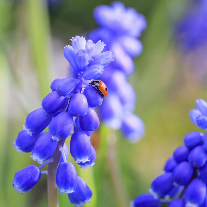 Muscari Magic Mix - Bloembollen - 50 stuks - Druifhyacinten