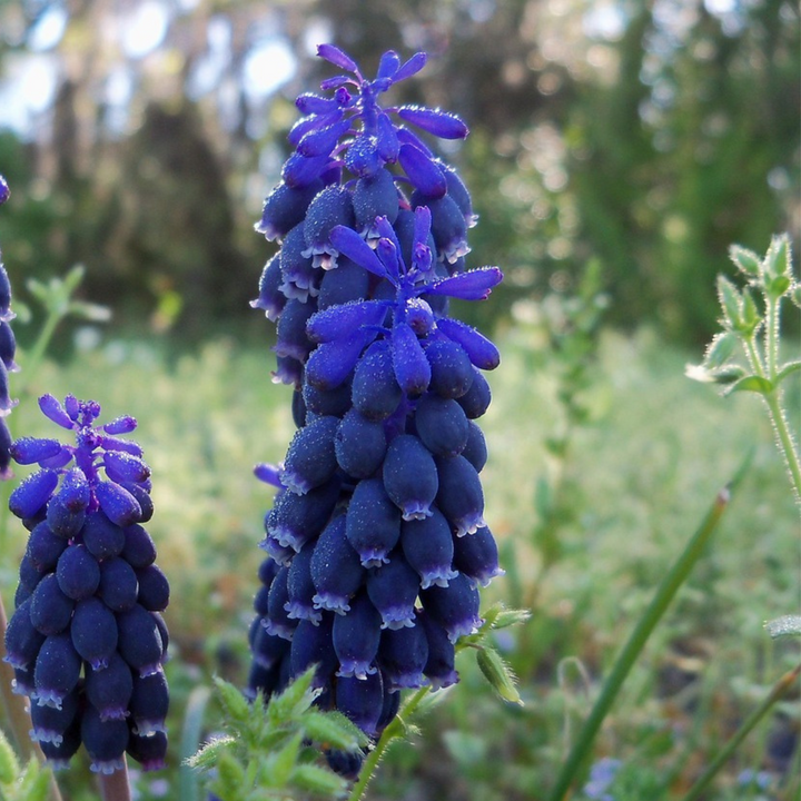 Muscari Magic Mix - Bloembollen - 50 stuks - Druifhyacinten