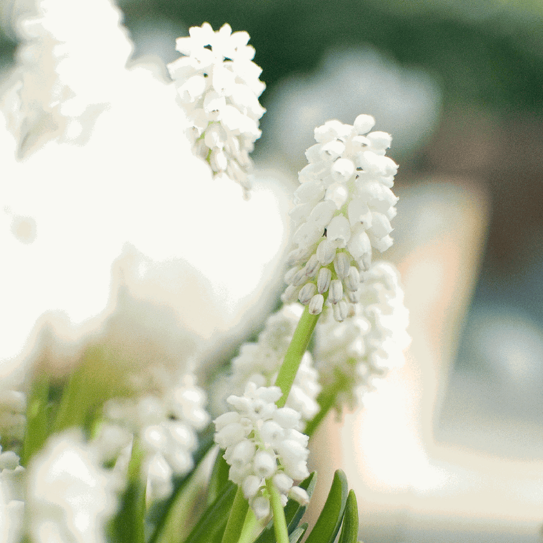 Muscari Magic Mix - Bloembollen - 50 stuks - Druifhyacinten