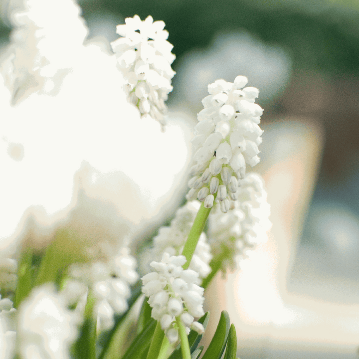 Muscari Magic Mix - Bloembollen - 50 stuks - Druifhyacinten