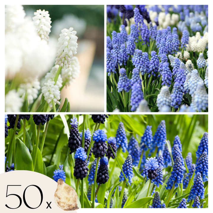 Muscari Magic Mix - Bloembollen - 50 stuks - Druifhyacinten