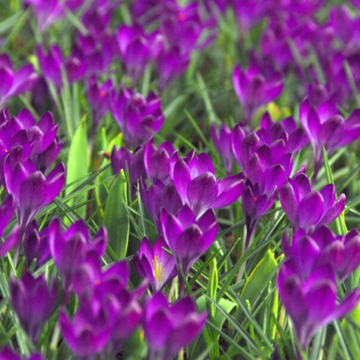 Crocus Ruby Giant - Set van 100 - Krokusbollen