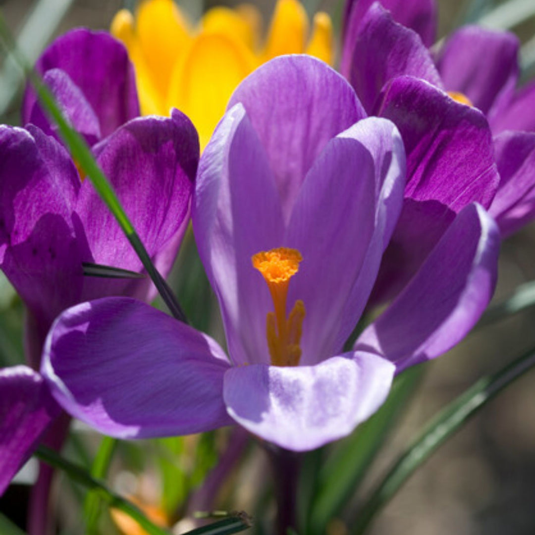 Crocus Ruby Giant - Set van 200 - Krokusbollen