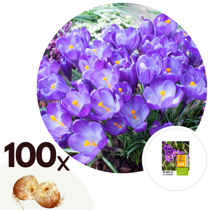 Crocus Ruby Giant - Set van 100 - Krokusbollen