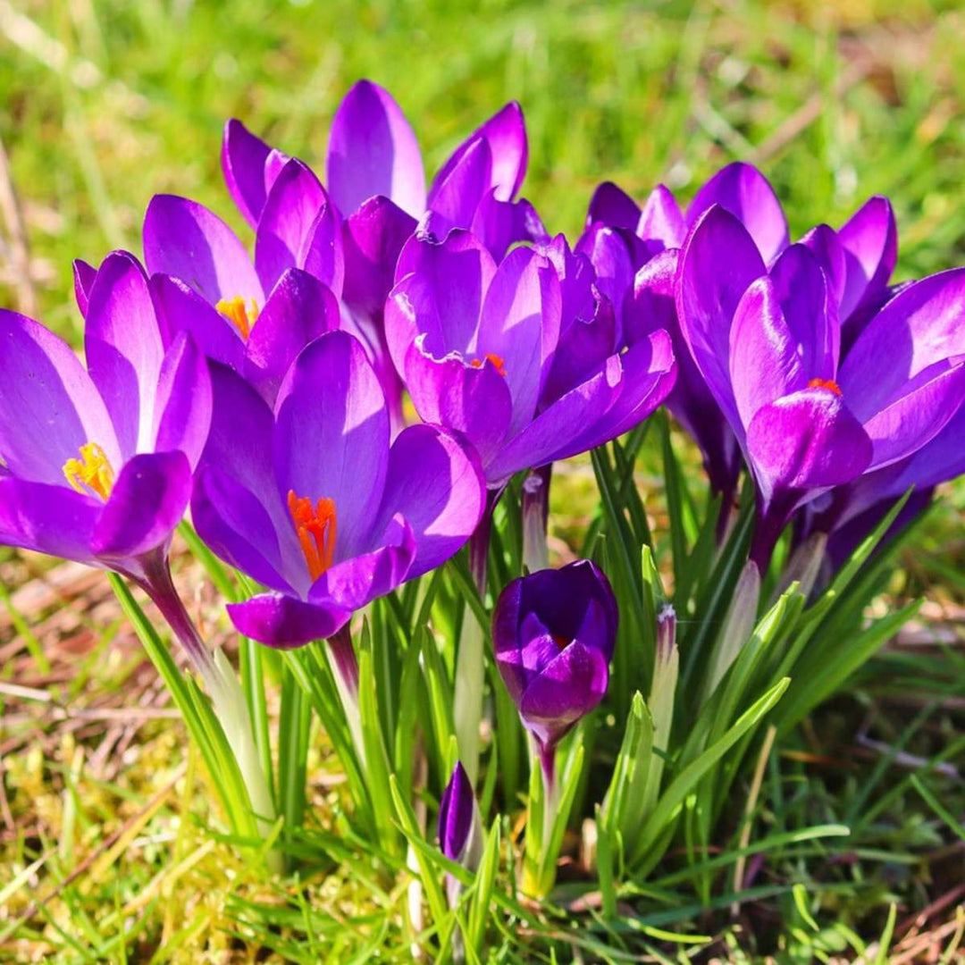 Crocus Ruby Giant - Set od 200 - lukovica Crocusa