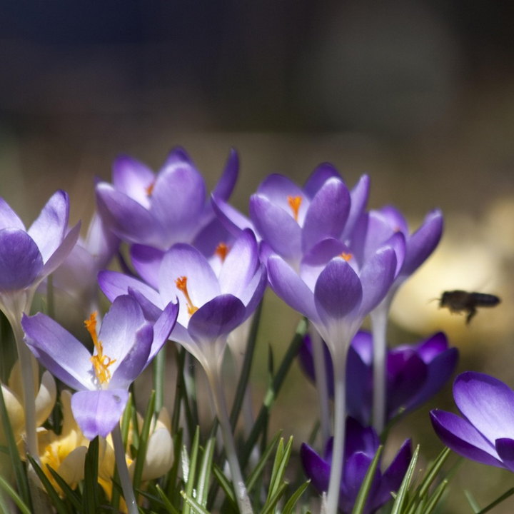 Crocus Ruby Giant - Set od 200 - lukovica Crocusa