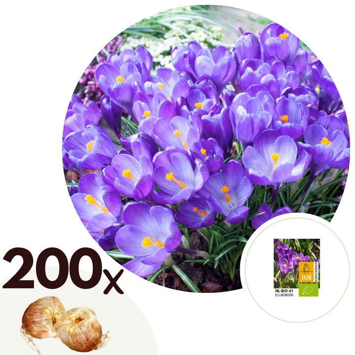 Crocus Ruby Giant - Set van 200 - Krokusbollen