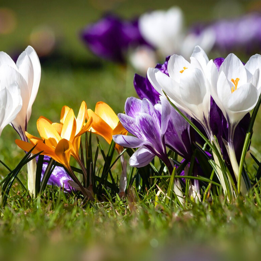 Crocus mix - Set od 30 - Lukovica cvijeća