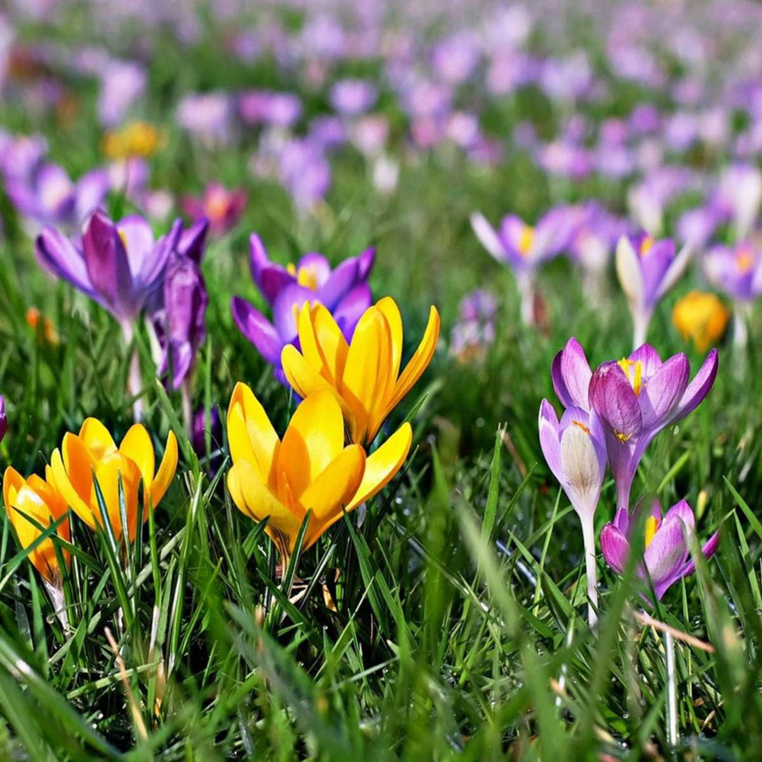 Crocus mix - Set od 30 - Lukovica cvijeća