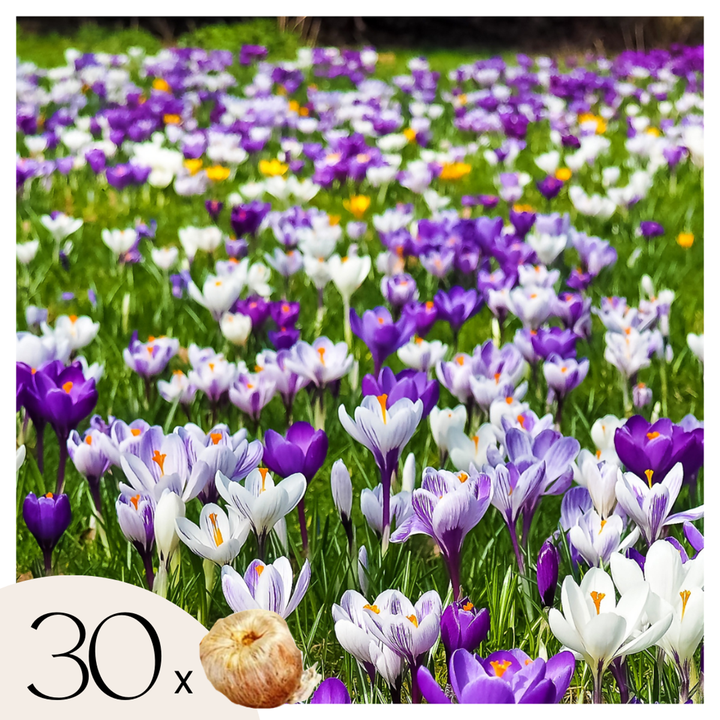 Crocus mix - Set od 30 - Lukovica cvijeća