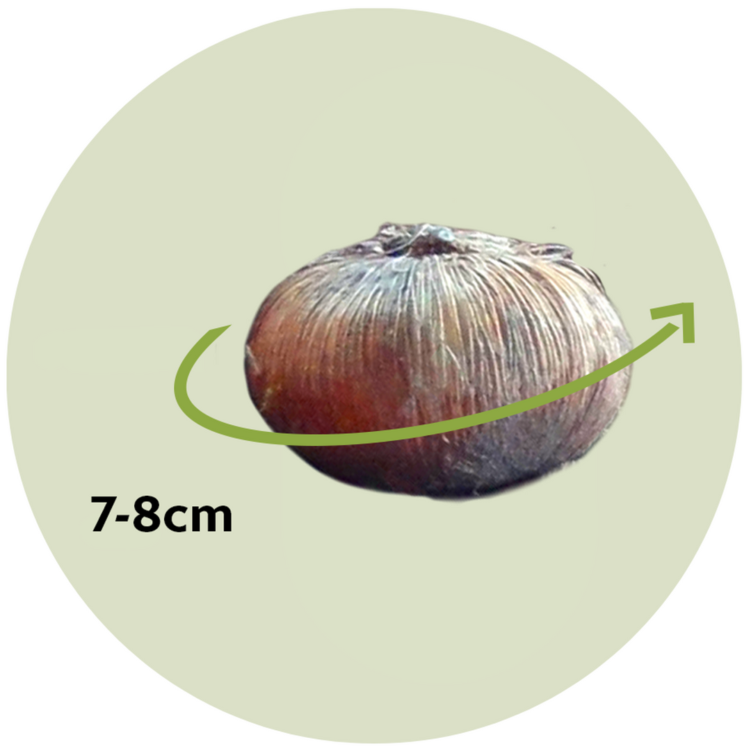 Krookus 'Pickwick' - 30 sibula komplekt - lillesibulad