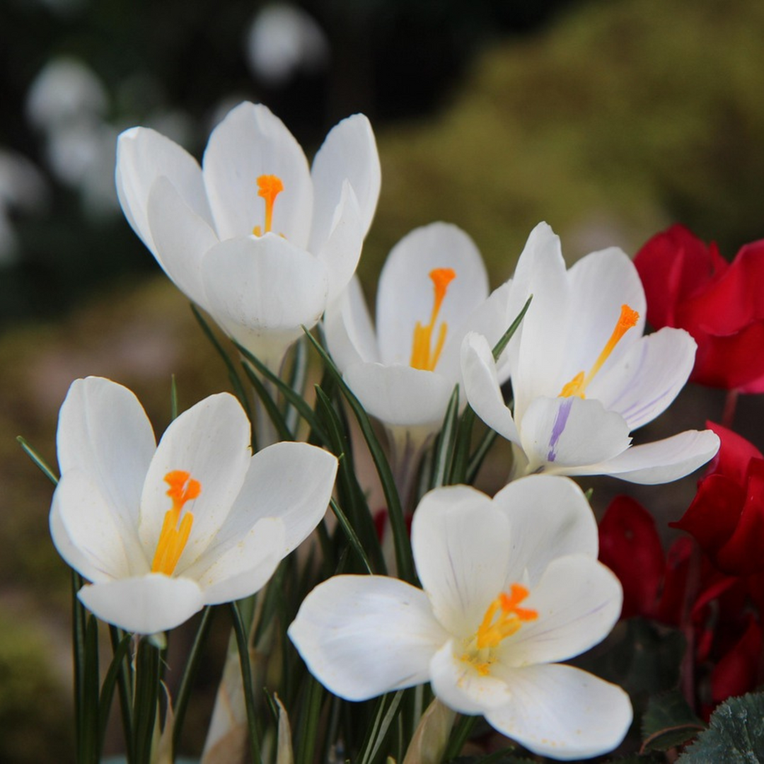 Šafran bijeli - Set od 30 - Lukovica cvijeća