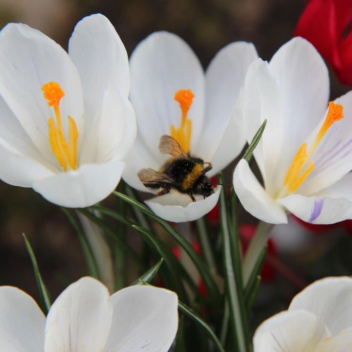 Šafran bijeli - Set od 30 - Lukovica cvijeća