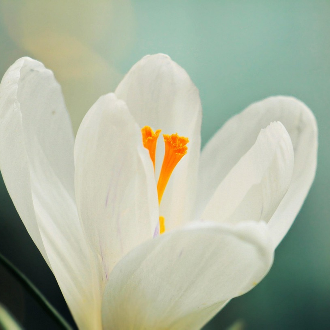 Šafran bijeli - Set od 30 - Lukovica cvijeća