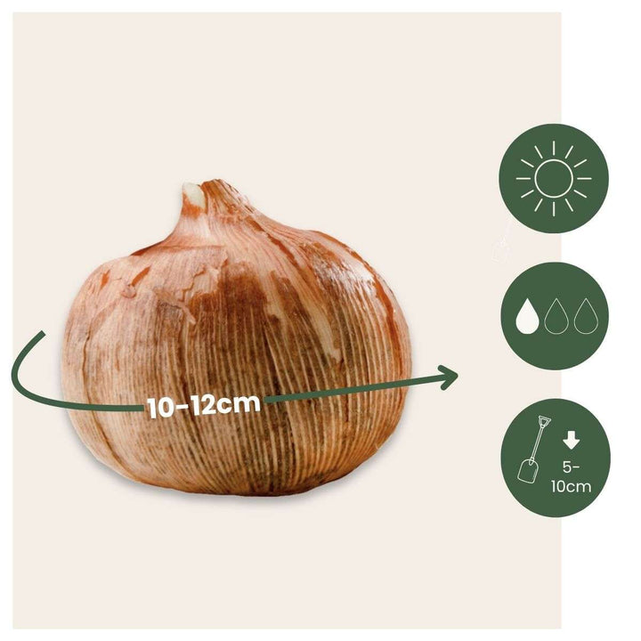 Šafran bijeli - Set od 30 - Lukovica cvijeća