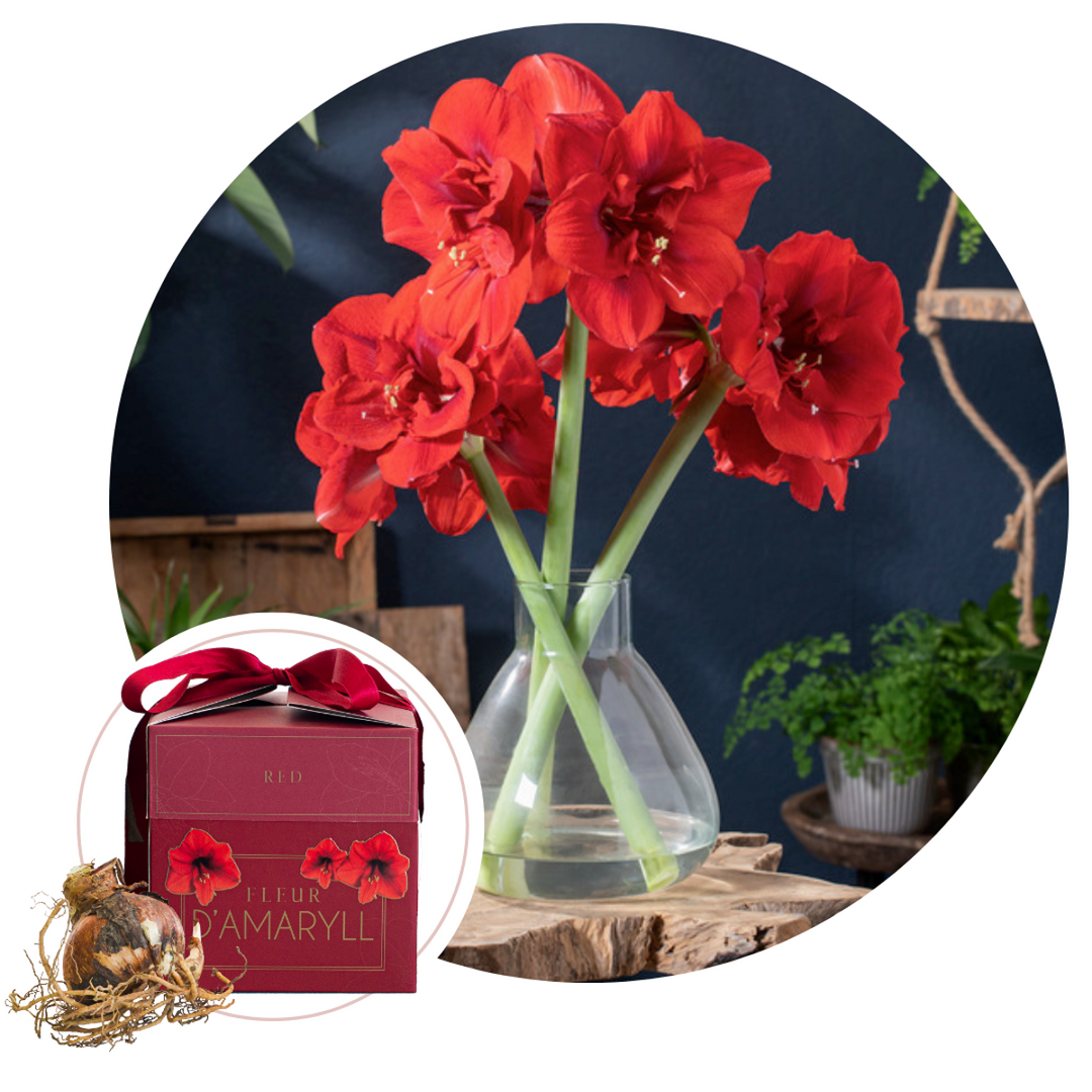 Rode Amaryllis - Bloembollen in geschenkdoos