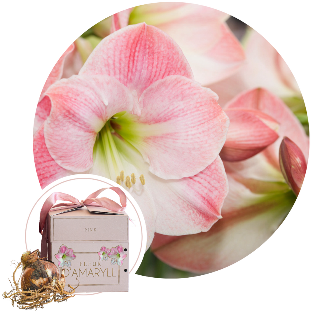 Roze Amaryllis - Bloembollen in geschenkdoos