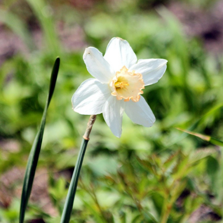Bloembollen voor natte tuin - 30 stuks