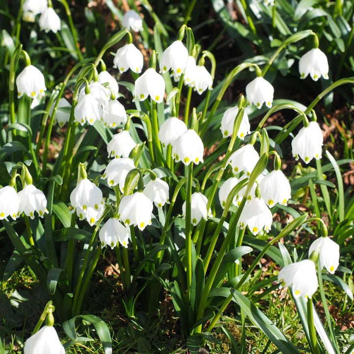 Bloembollen voor natte tuin - 30 stuks