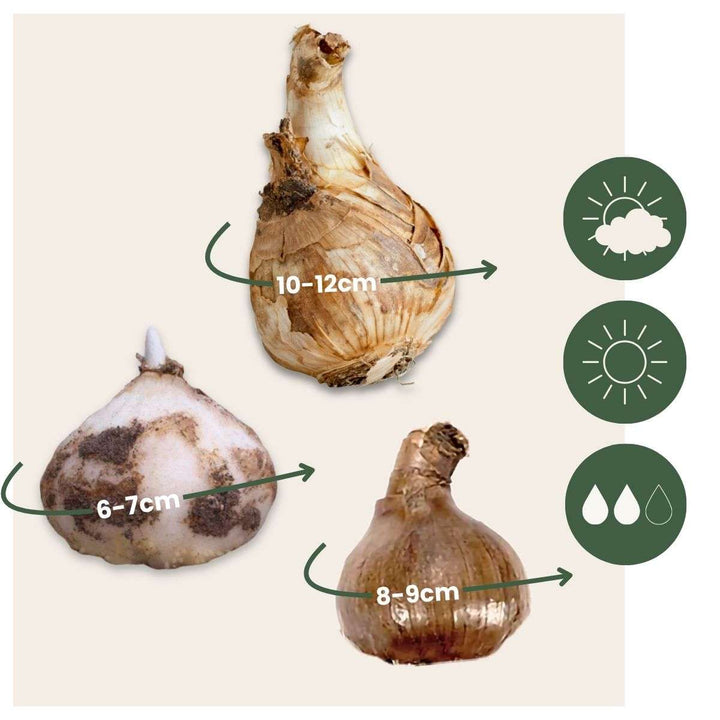 Bloembollen voor natte tuin - 30 stuks