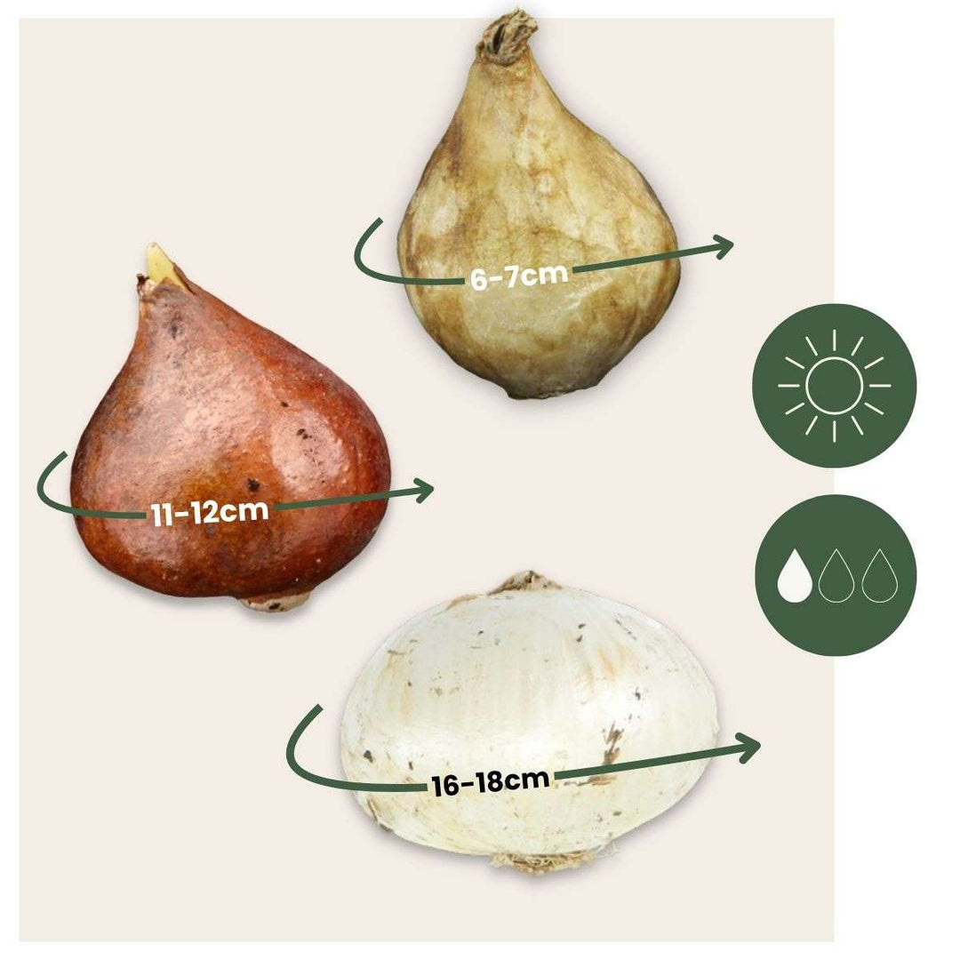 Holandské květinové cibule - 250 kusů